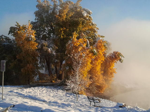 Trees in Erie